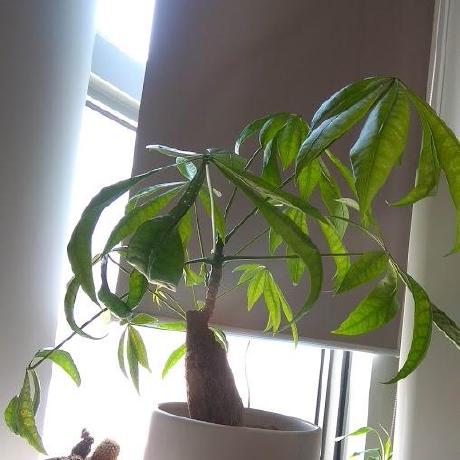 Do Van Nam Github - Professional Dark Background - Mobile