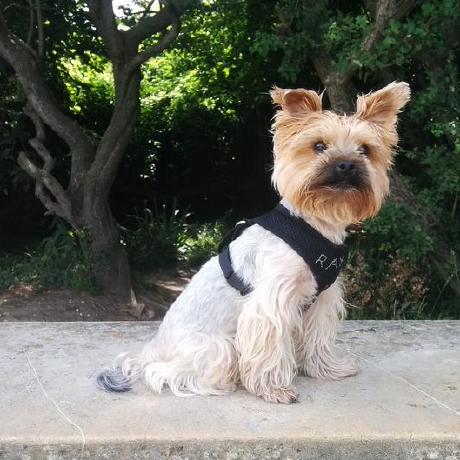 Tadasjuoz Tadas Github - Premium Landscape Illustration Gallery - Mobile