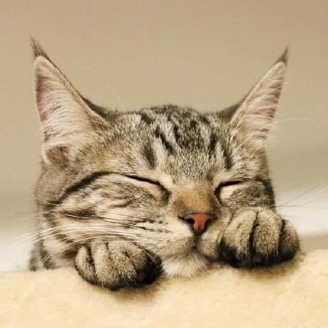 Mfee29 Pet Github - Space Illustrations - Professional 8K Collection