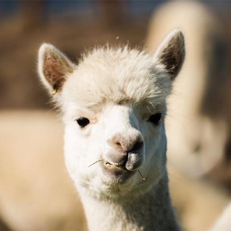 Mengdu Cavelo Github - Artistic Ocean Illustration - Ultra HD