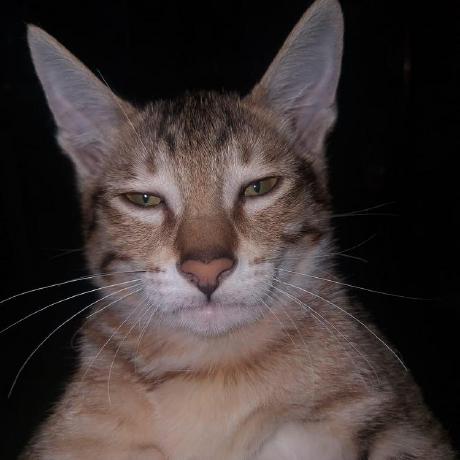 Issues Carp Calangthang Tiktok Uploaded Github - Download Classic Dark Illustration | Ultra HD