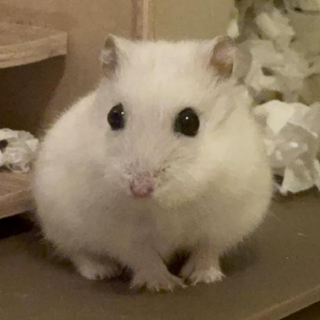 Replica Cho Bramhyun Github - Ultra HD Full HD Colorful Illustrations | Free Download