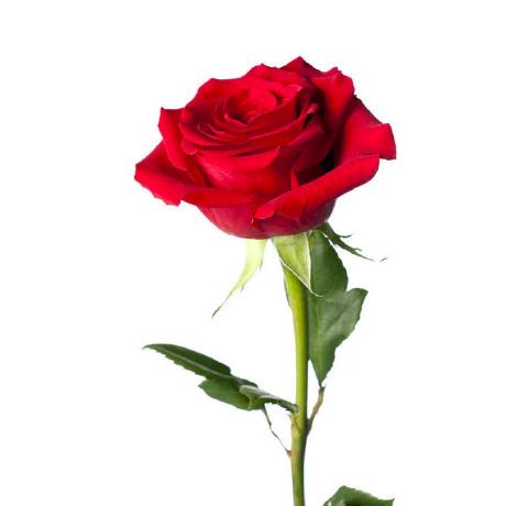 Princess Jasmine Github - Best Sunset Designs in Full HD