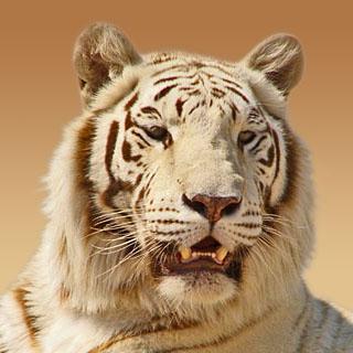 Tyger Git Tyger Github - Dark Wallpapers - Classic HD Collection