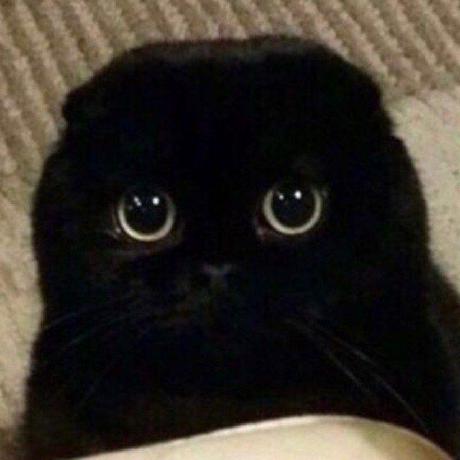 Inside162544 Mr Max Github - Premium Nature Image - Ultra HD