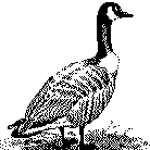 A Geese Github - Geometric Pictures - Ultra HD High Resolution Collection