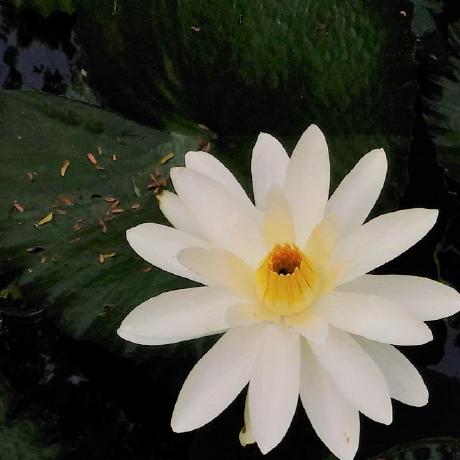 Saumya66 Saumya Github - Download Classic Gradient Pattern | HD