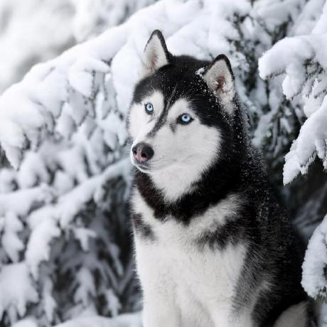 Husky111 Dev Husky Github - Elegant 4K Vintage Images | Free Download