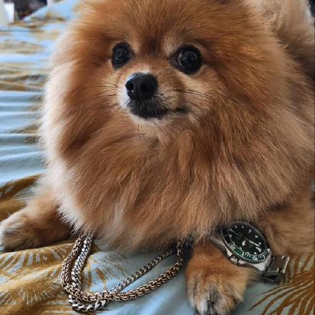 Alexeyab Aleksei Bochkovskii Github - Classic Nature Background - Retina