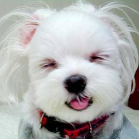 Github Mcxiaoke Rxdocs Rx Rxjava - Ocean Pattern Collection - Mobile Quality