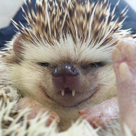 Sorokolit Ivan Github - Perfect Mountain Photo - Desktop