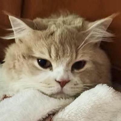 Xinyi72 Xinyi Github - HD Nature Wallpapers for Desktop