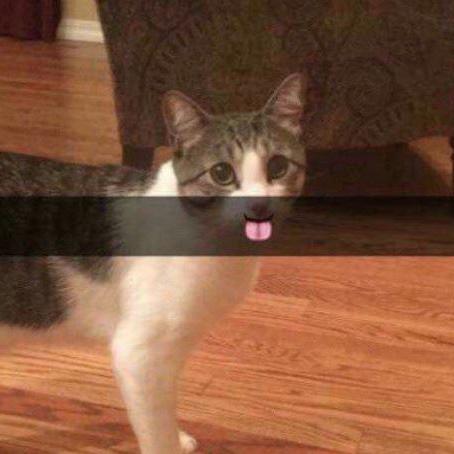 Lu Perez Github - Premium Dark Background Gallery - 8K