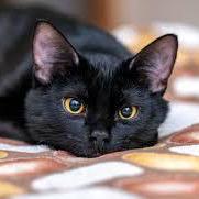 Devsamuelsouza Samuel Souza Github - Colorful Illustrations - Perfect 8K Collection