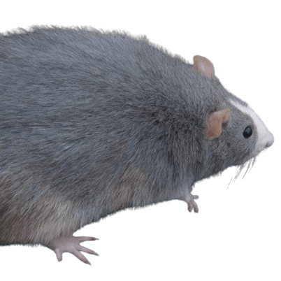 Homies Hub Github - Best Colorful Backgrounds in Full HD