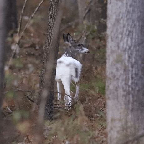 Github Braingram Stompy - Premium Dark Wallpaper Gallery - Desktop