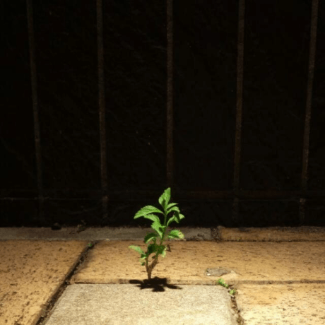 Github Code Philia Dynaphish - High Quality Mobile Sunset Arts | Free Download