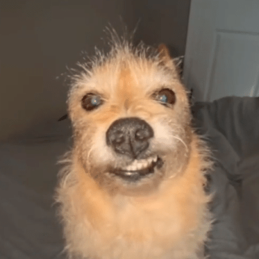 Discorduploader Github