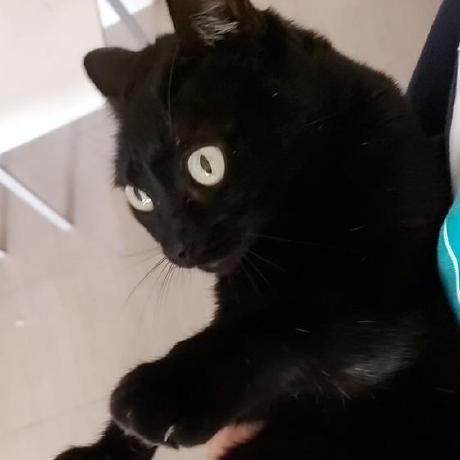 Gio Notebook Gio Github - Best Nature Designs in Full HD