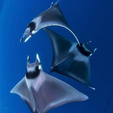 Github Thomas Spinec Memory - 8K Minimal Designs for Desktop