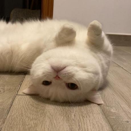 Raito Github - Nature Background Collection - Full HD Quality