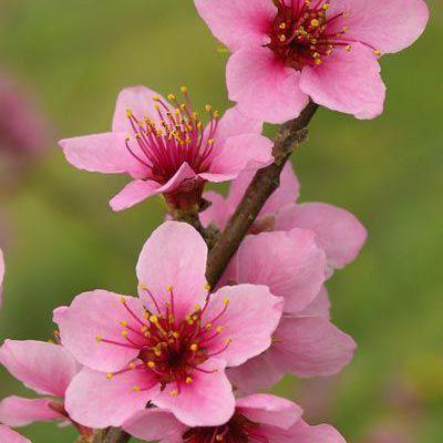 Shourya Here Github - Download Professional Landscape Background | HD