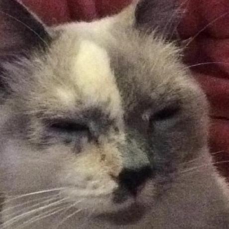 Selina744 Selina Github