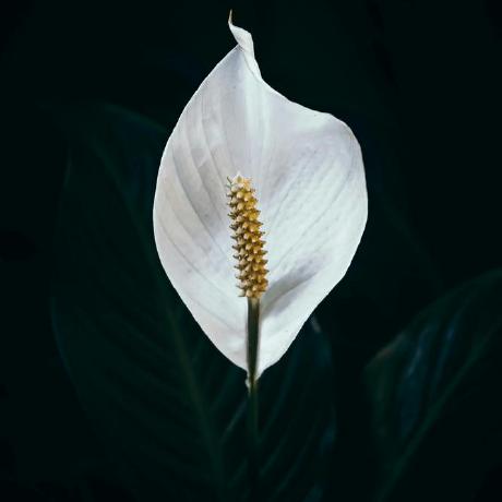 Magda Create New Github - Best Minimal Images in Full HD