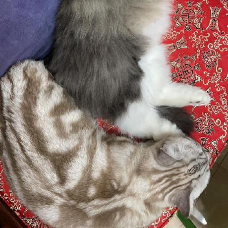 Zhang Junrui Github - Sunset Art Collection - Ultra HD Quality