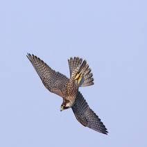 Trueup Laplace Github - Premium Light Background Gallery - Full HD