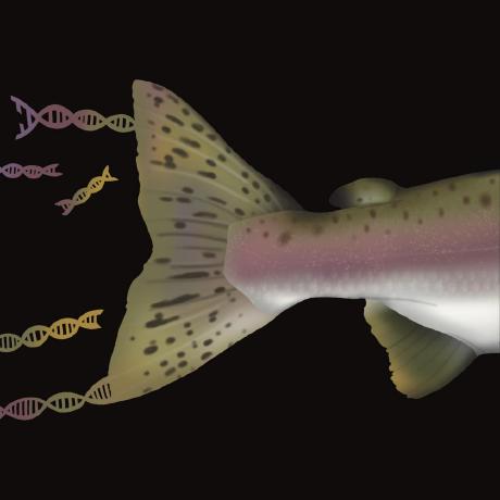 Github Aifsr 2023 Spring Genetics - Best Gradient Designs in Mobile