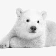 Polarbear Project Github - Perfect High Resolution City Patterns | Free Download