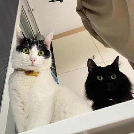 Dong Qi Github - Geometric Design Collection - Ultra HD Quality