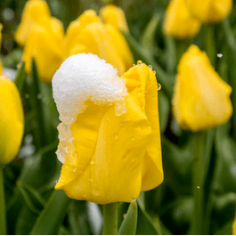 Farahm20 Farah Github - Download Stunning Nature Texture | Retina