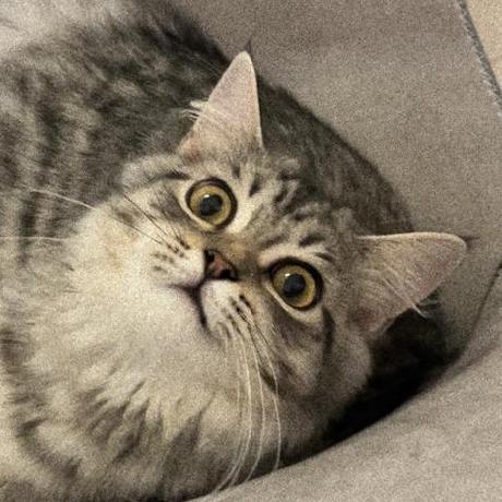 Kcnet1 Chaeyeon Github - Stunning 8K Nature Illustrations | Free Download