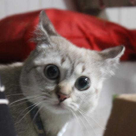 Cindy Le91 Cindy Tran Le Github - Incredible Full HD Gradient Photos | Free Download