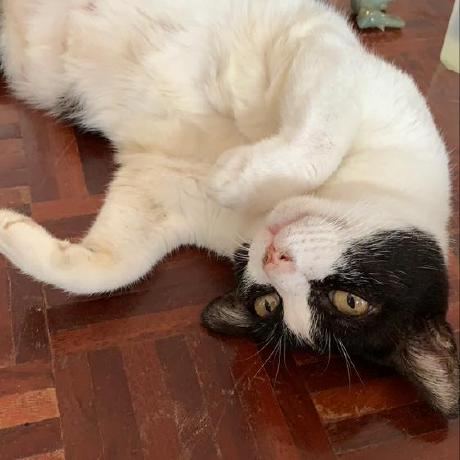 Messinasuk Messina Suk Github - Gradient Background Collection - 4K Quality