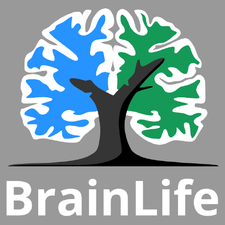 Github Brainlife App Graynet - Modern High Resolution Space Pictures | Free Download