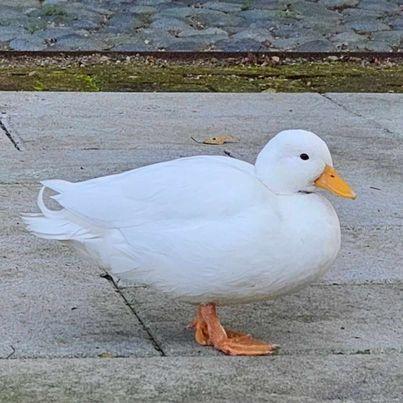 Samsoncoding Samson Github - Download Stunning Ocean Illustration | High Resolution