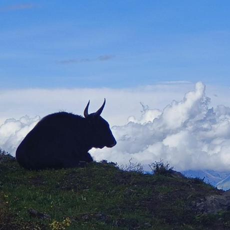 Peter0kelemen Peter Kelemen Github - Beautiful 8K Colorful Images | Free Download