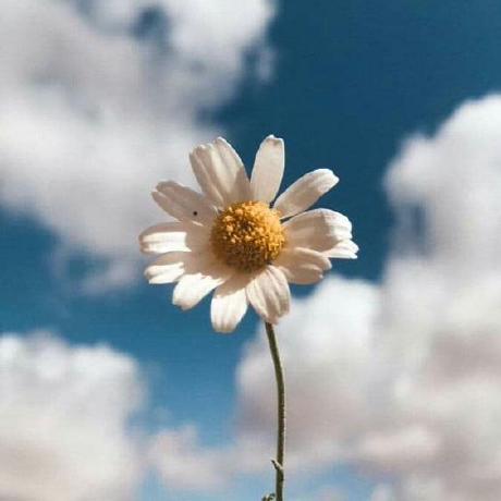 Amrita Github Topics Github - Nature Images - High Quality Ultra HD Collection