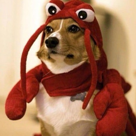 Ang Rosas Github - Best Light Designs in 4K