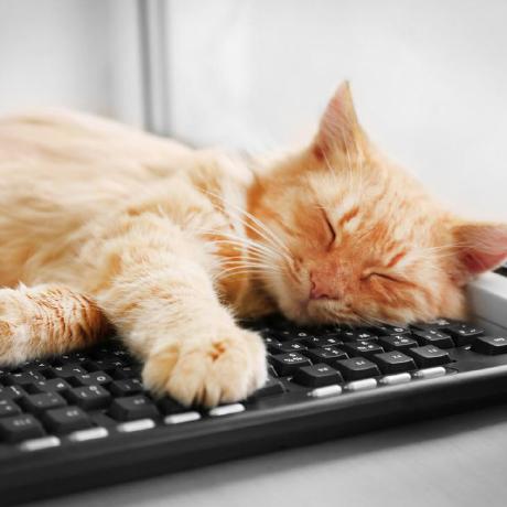 Polytech Sorbonne Rob Github - Stunning Light Picture - Desktop