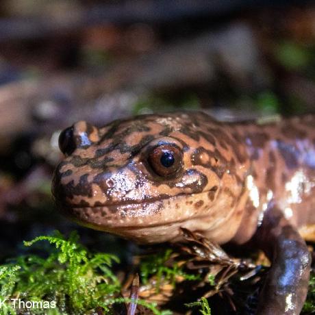 Connor Keating Github - High Quality Mobile Geometric Pictures | Free Download