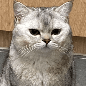 Mat Sylvia Mark43 Mat Sylvia Github - Best Mountain Images in Retina