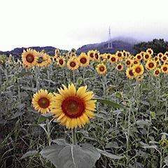 Shun6211 Shun Makino Github - Colorful Patterns - Ultra HD 4K Collection