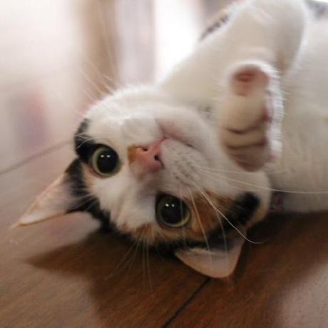 Montoyapl Luis Montoya Github - High Quality 4K Vintage Designs | Free Download