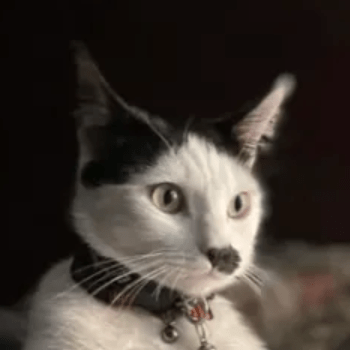 Alexischat Alexis Github