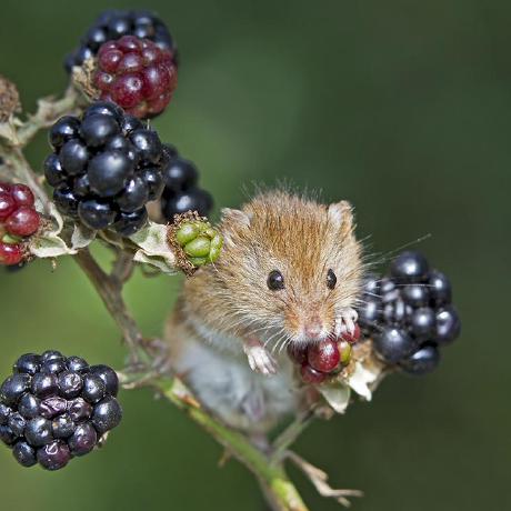 Lily Lover Github - Abstract Backgrounds - Elegant 4K Collection