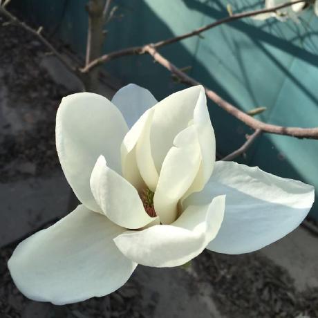 Github Mengchenzu Scaffold An Assignment From Swen90004 - Classic Space Background - Mobile